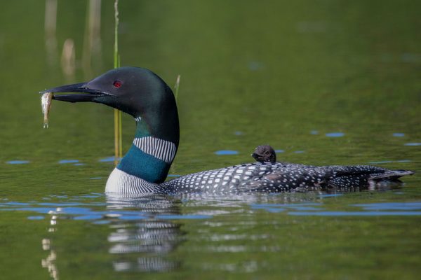 loon and baby in pond