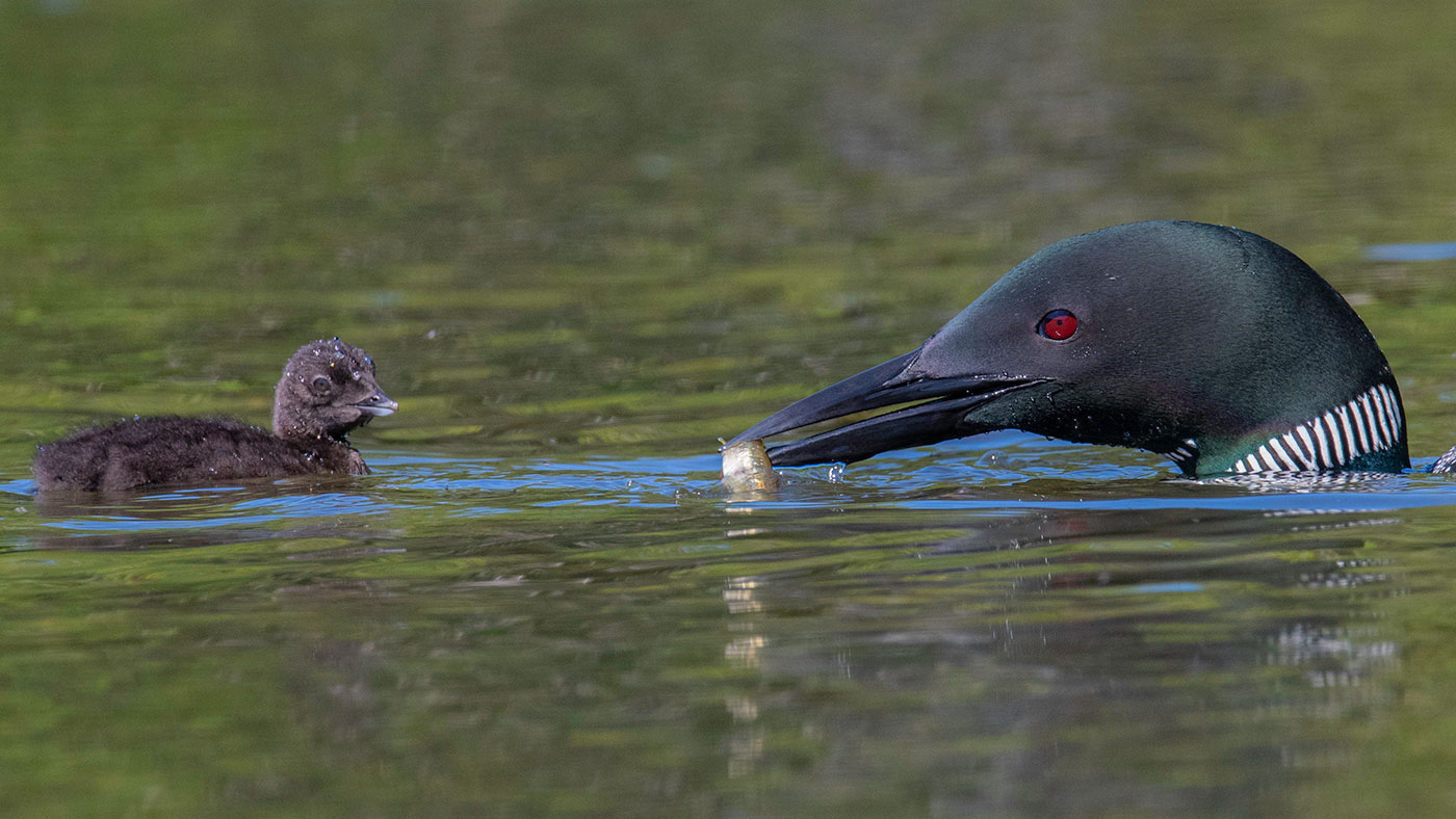 loon feeding fish to baby on pond