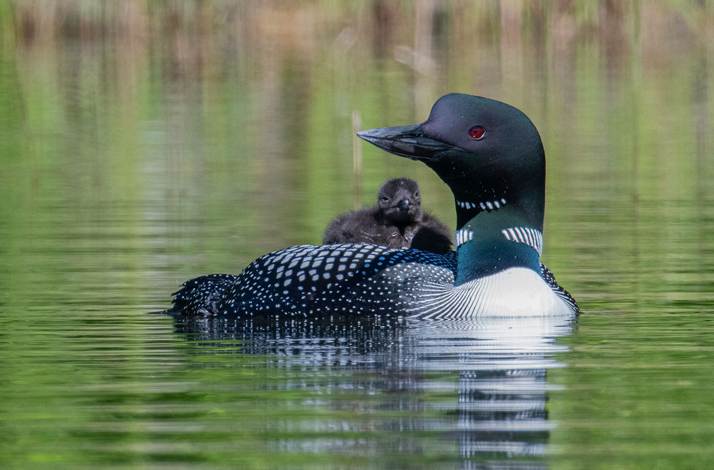 loon and baby in pond