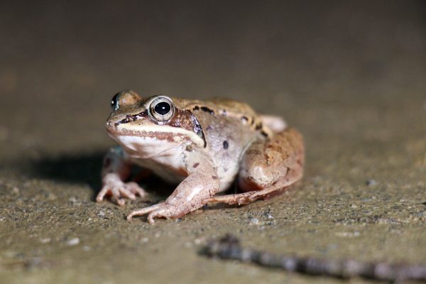 toad