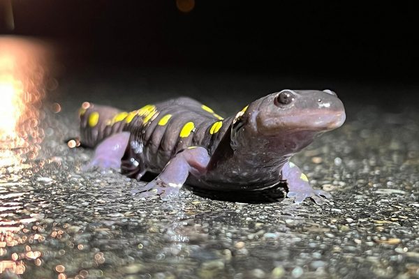 dėmėtoji salamandra
