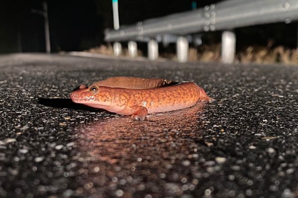 spring salamander