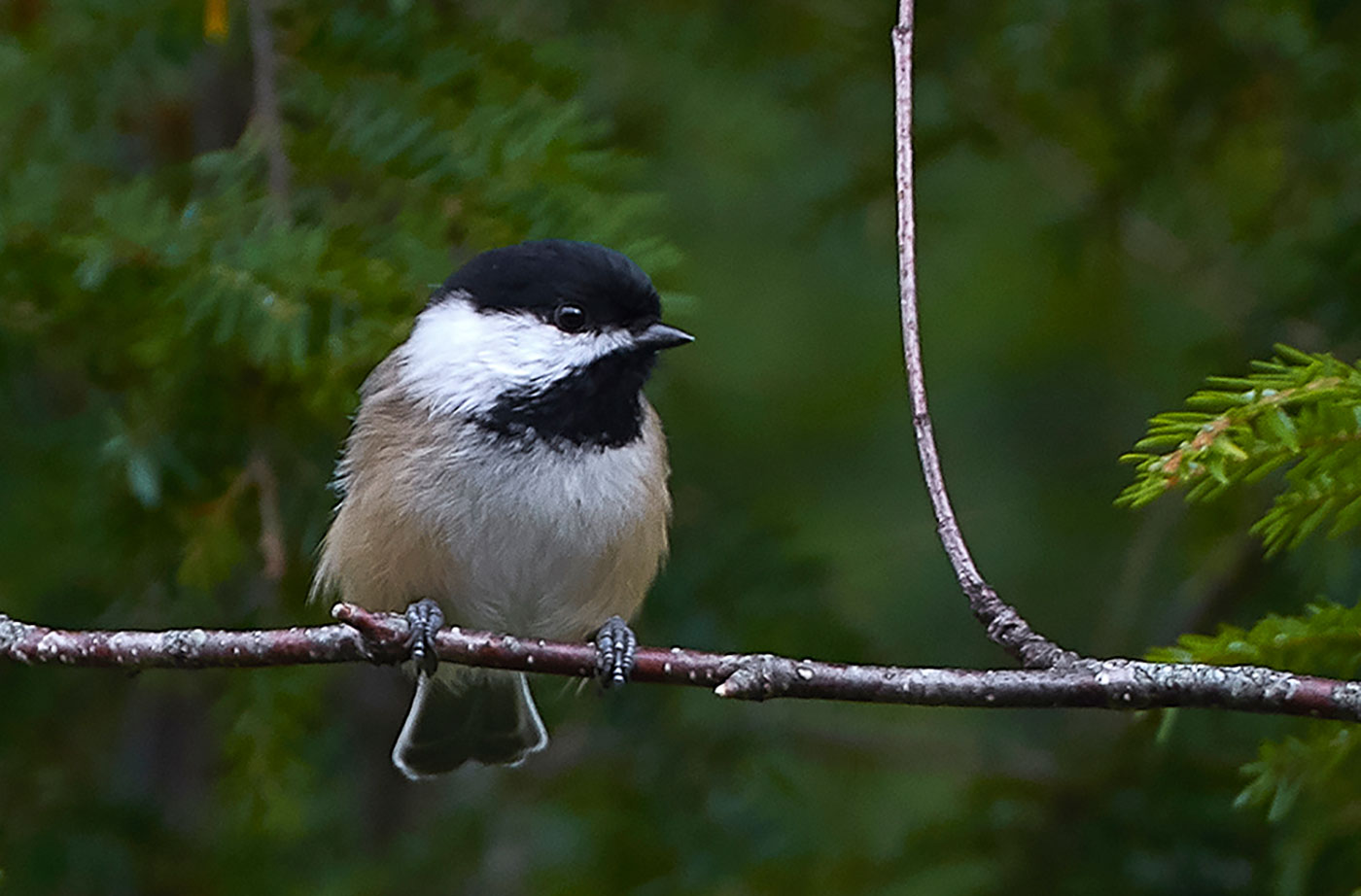 Black-capped Chickadee