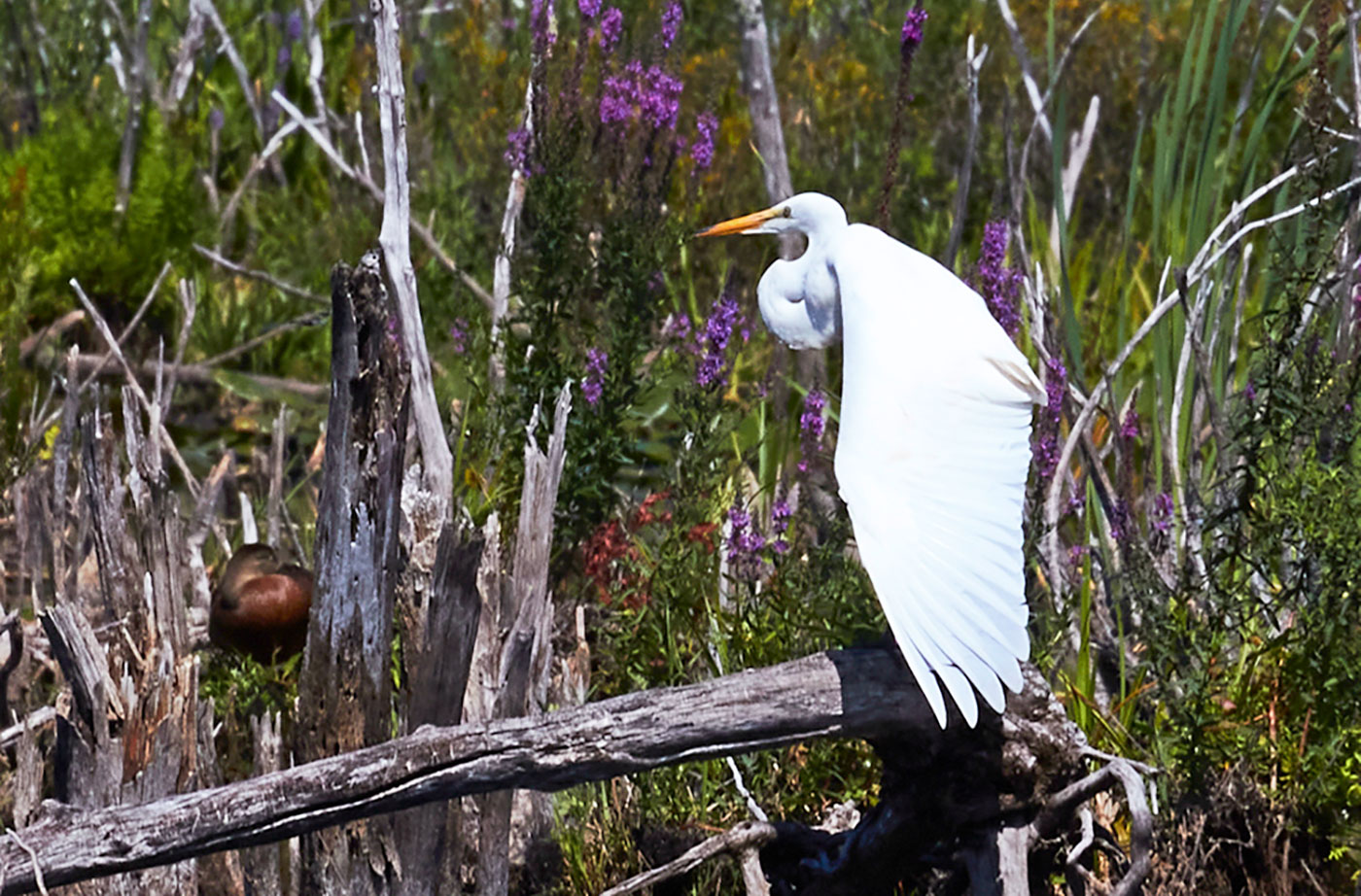 egret by Pam Wells