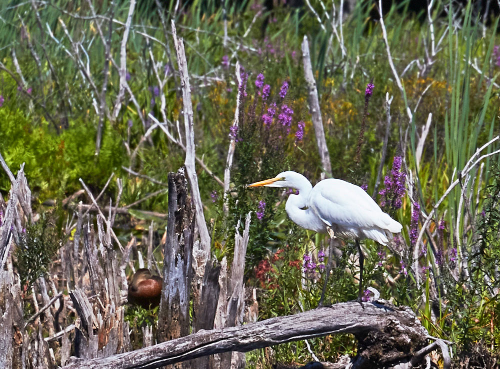 egret