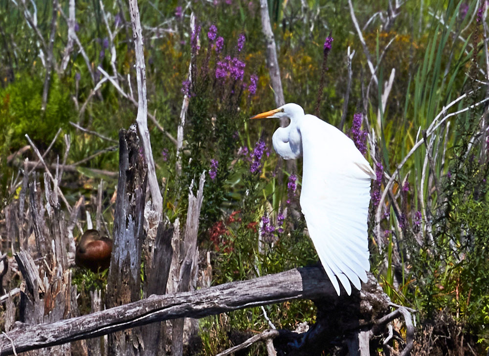 egret