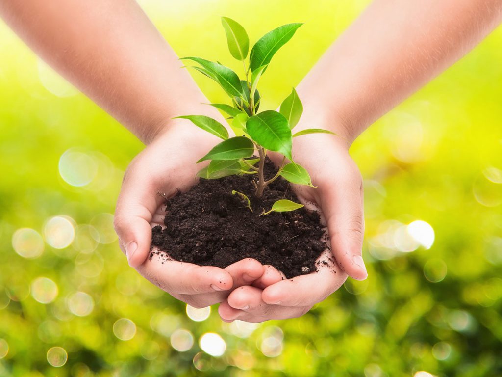 child's hands with soil and plant