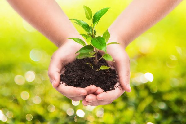 child's hands with soil and plant
