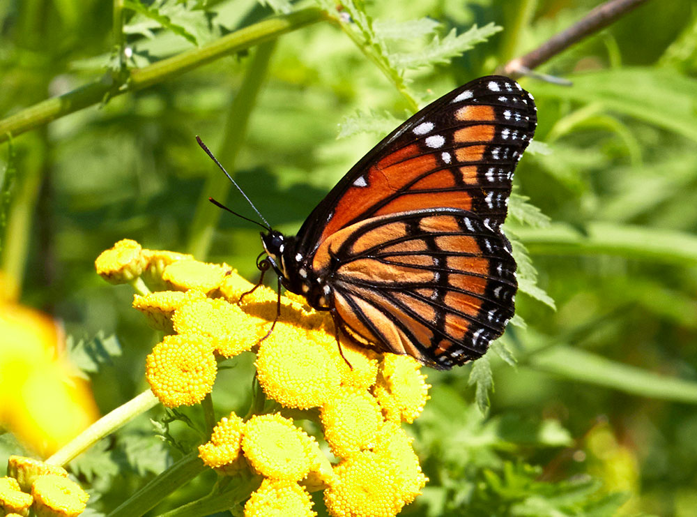 viceroy butterfly