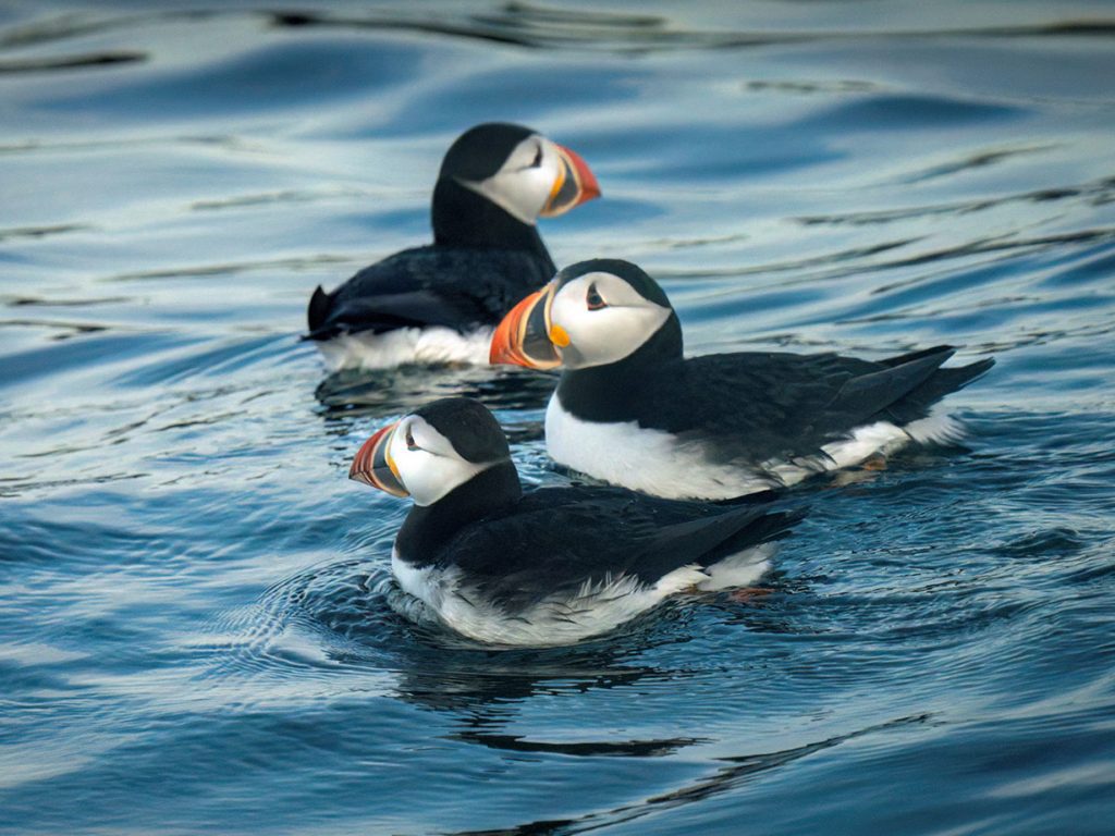 three puffins in water