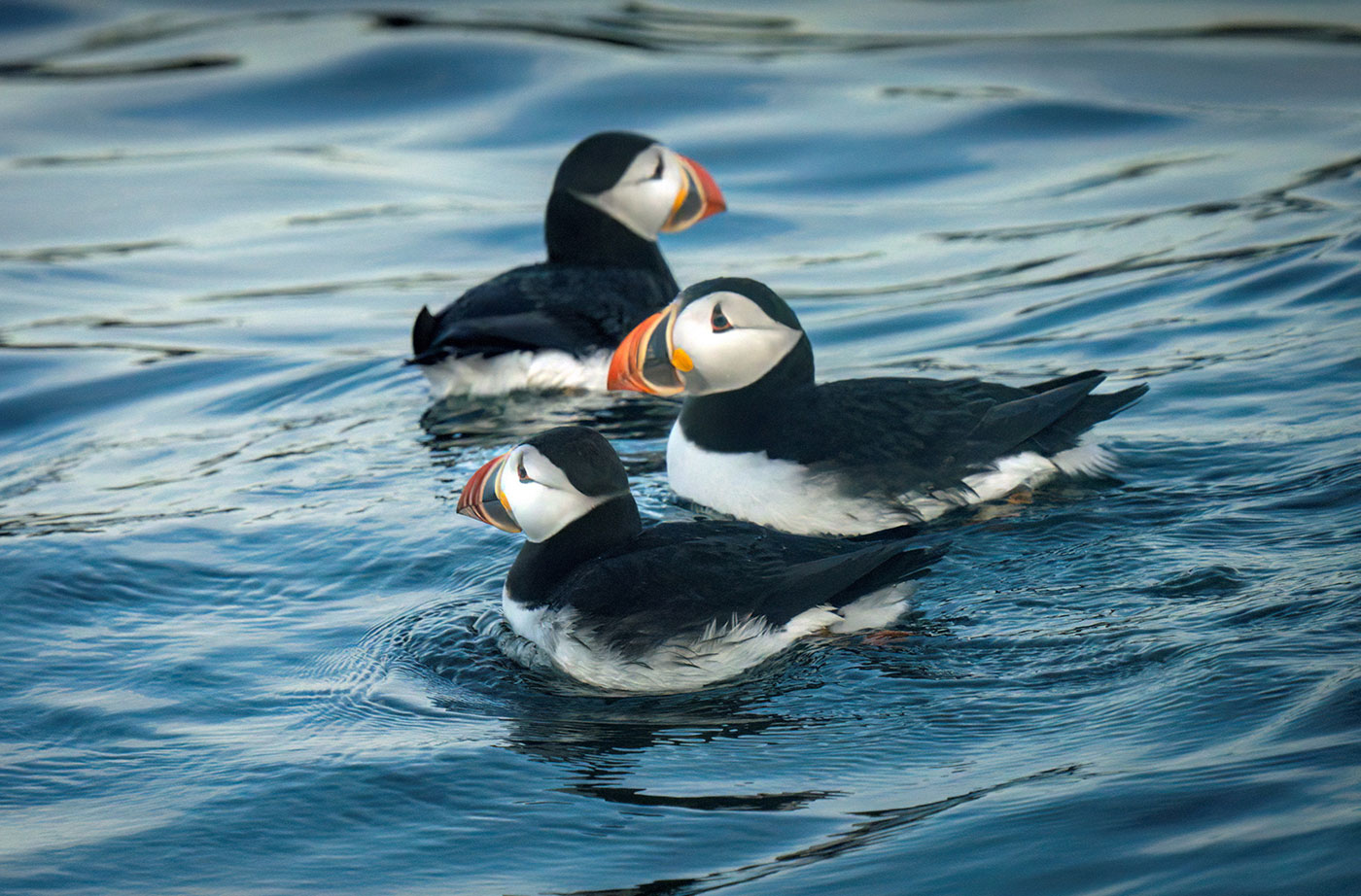 three puffins in water