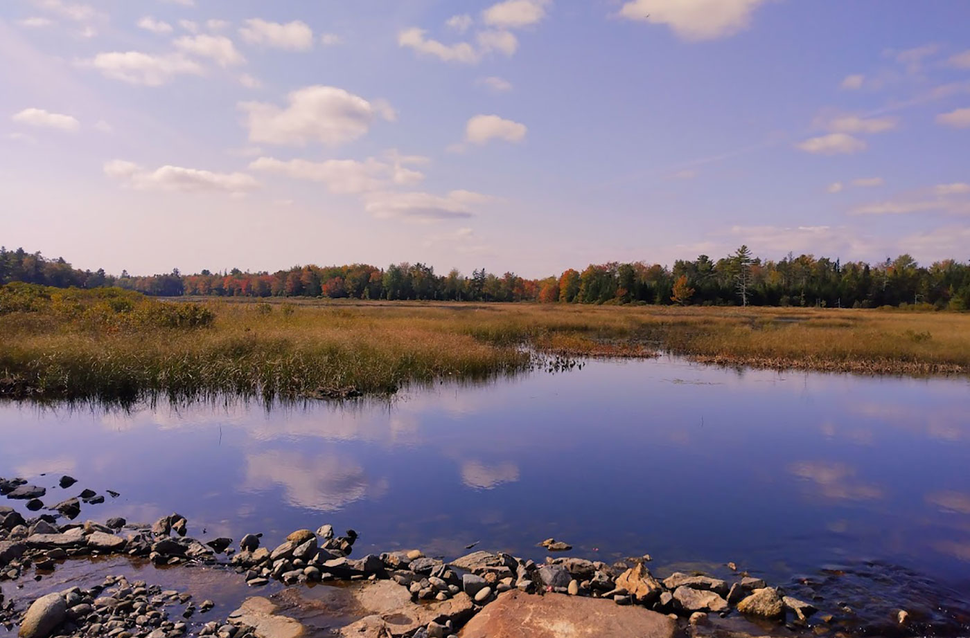 Meadow Brook Mill Stream Conservation Area