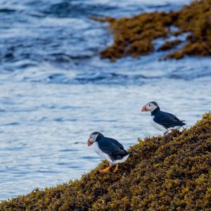 Atlantic Puffins