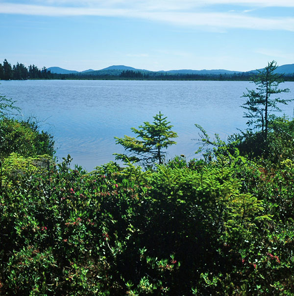 Number 5 Bog pond