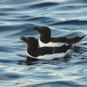 Two Razorbills swimming