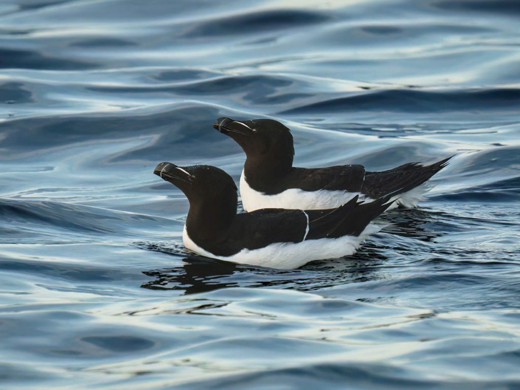 Razorbills in water