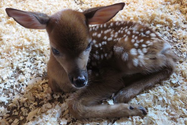 baby fawn laying down