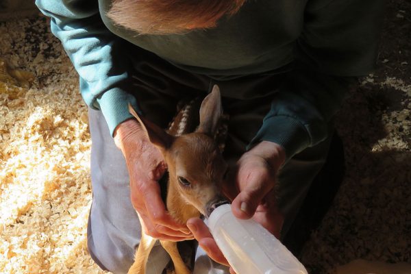 Don feeding baby fawn