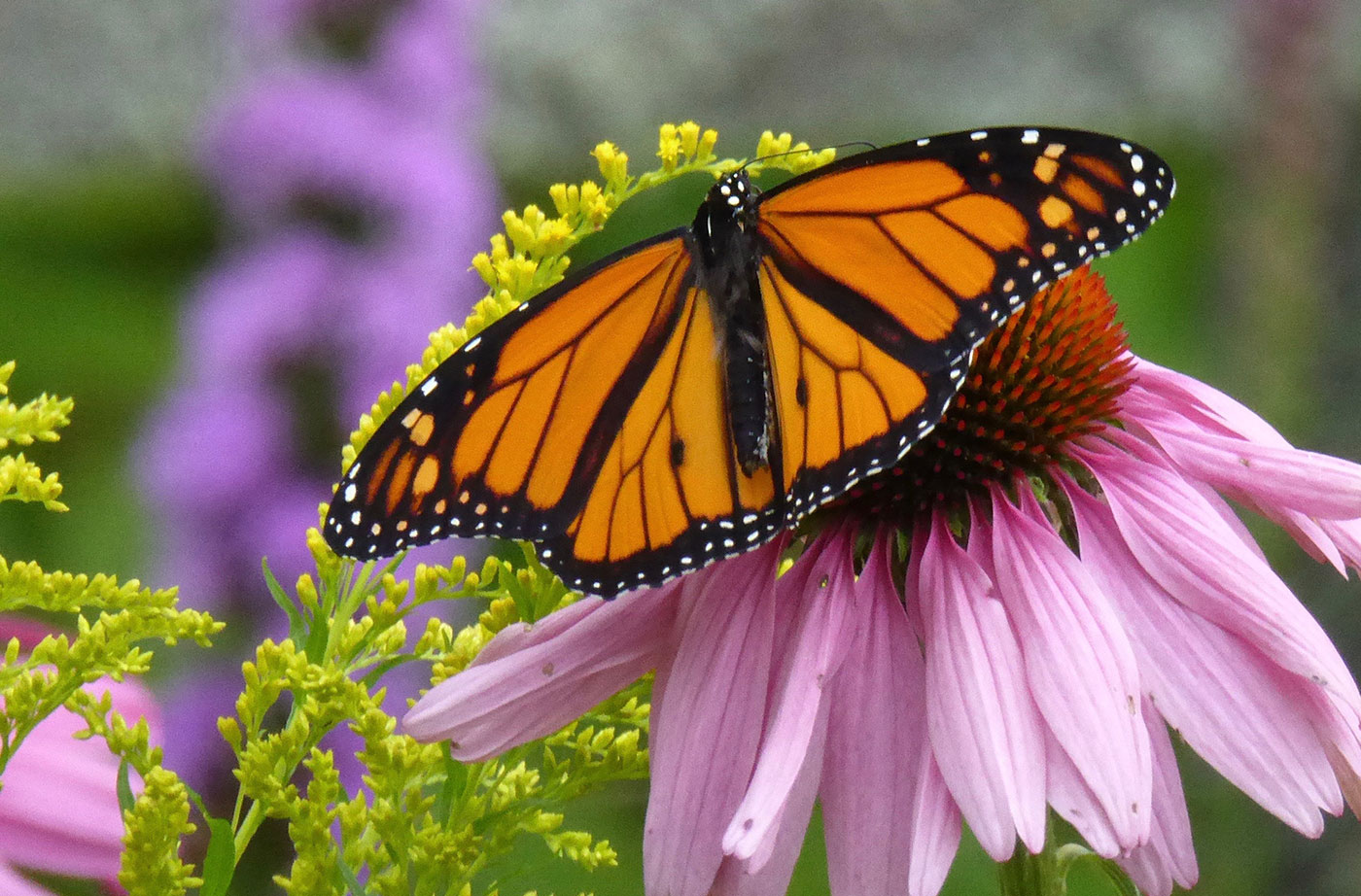 monarch butterfly