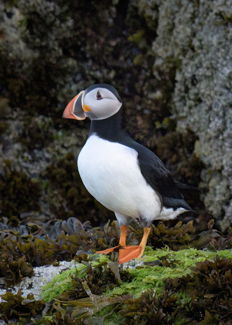 Puffin standing on Eastern Egg Rock