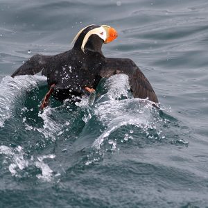 Tufted Puffin swimming