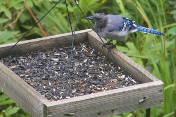 Bald Blue Jay sitting on a bird feeder with grass in the background
