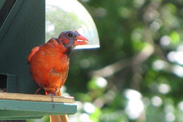 Bald Northern Cardinal on a bird feeder with trees in background
