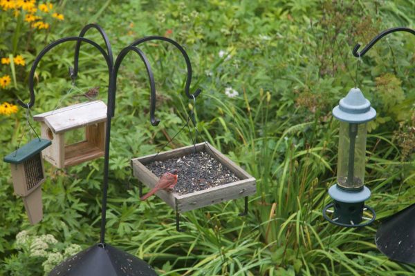 Bald Cardinal by bird feeders in a garden