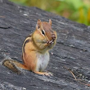 chipmunk at Sebec Lake