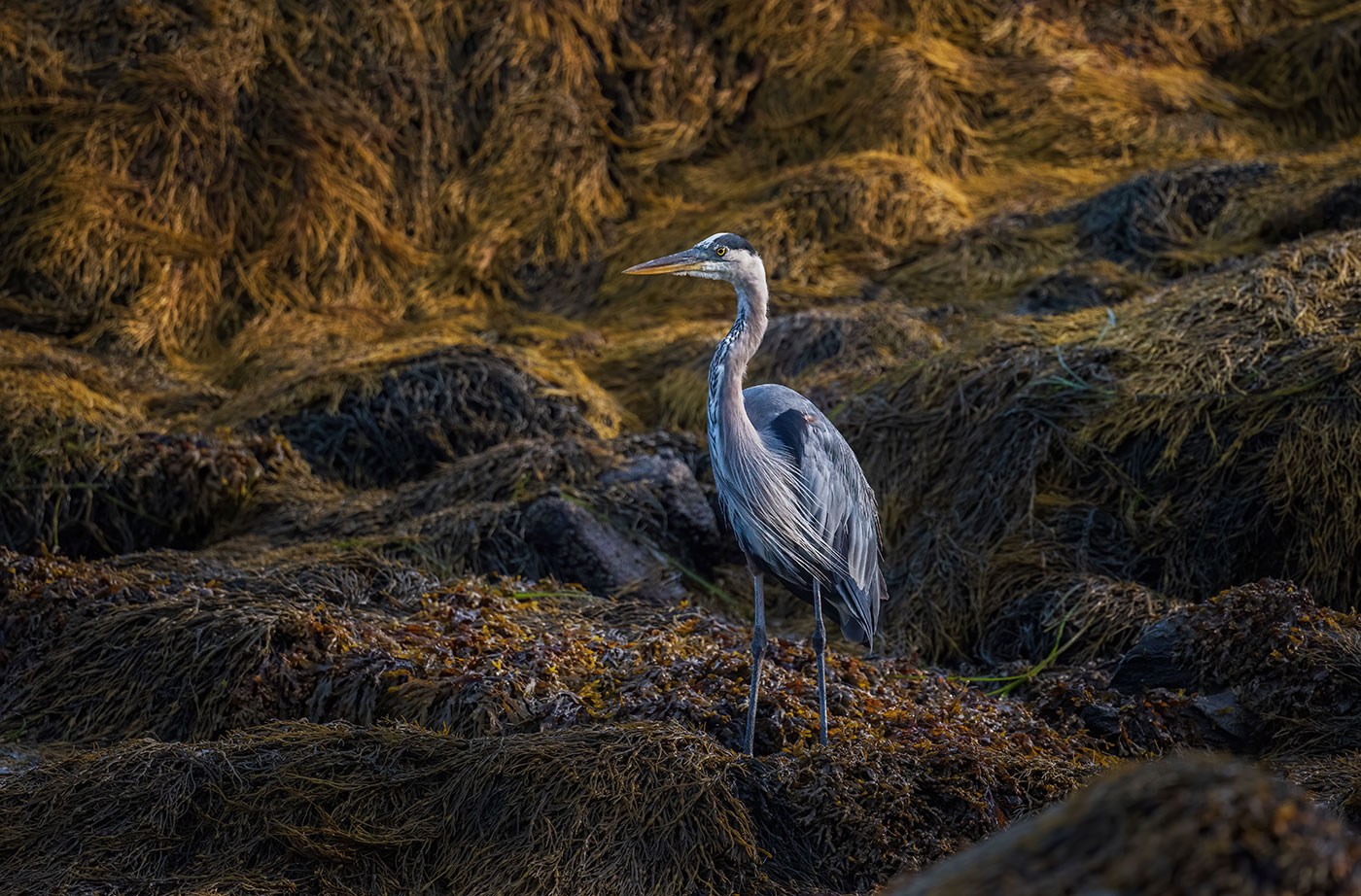 Heron on Spruce Head