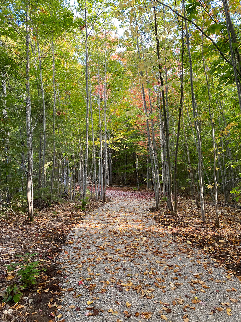 trail through woods