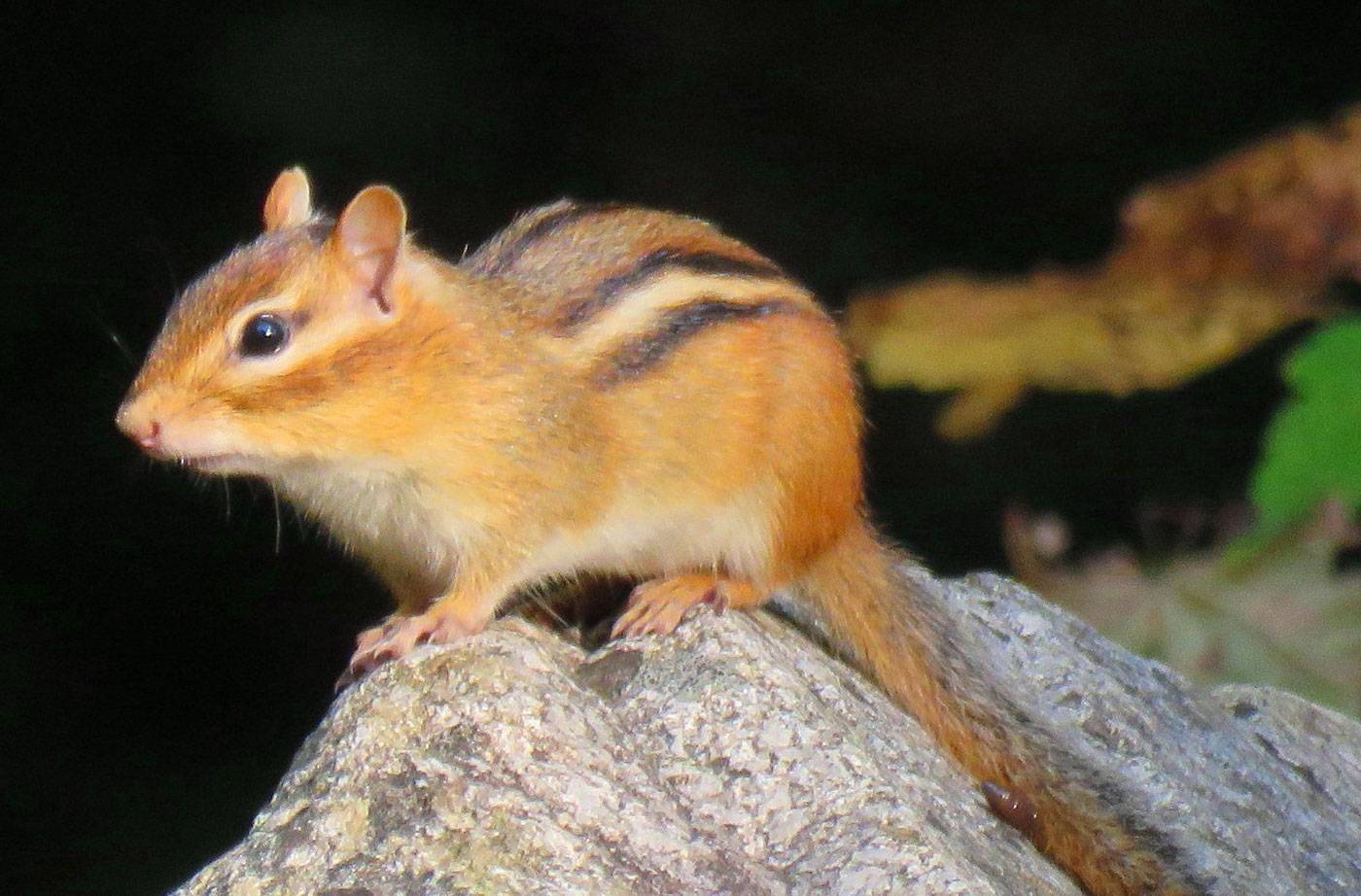 chipmunk