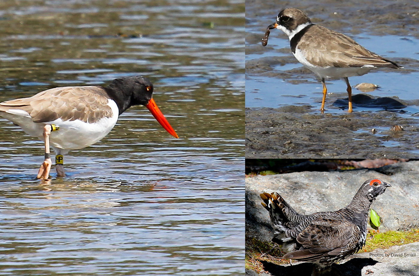 birds at Petit Manan NWR