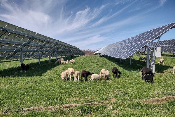 sheep eating grass near solar panels