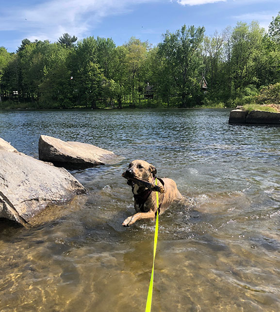 dog on leash playing in lake