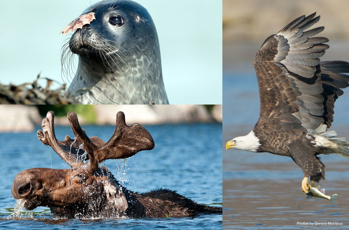 seal, eagle, moose