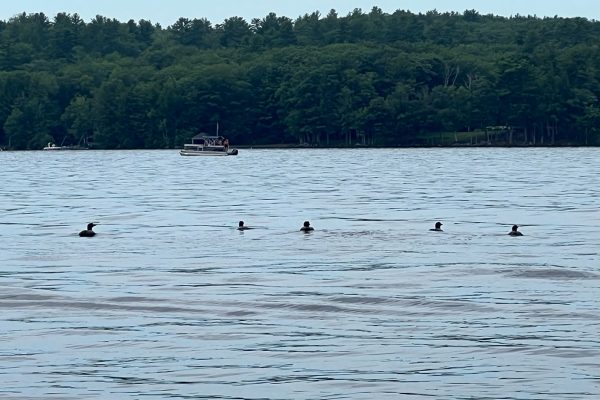 loons on Long Lake near where we scooped up balloons