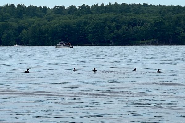 loons on Long Lake