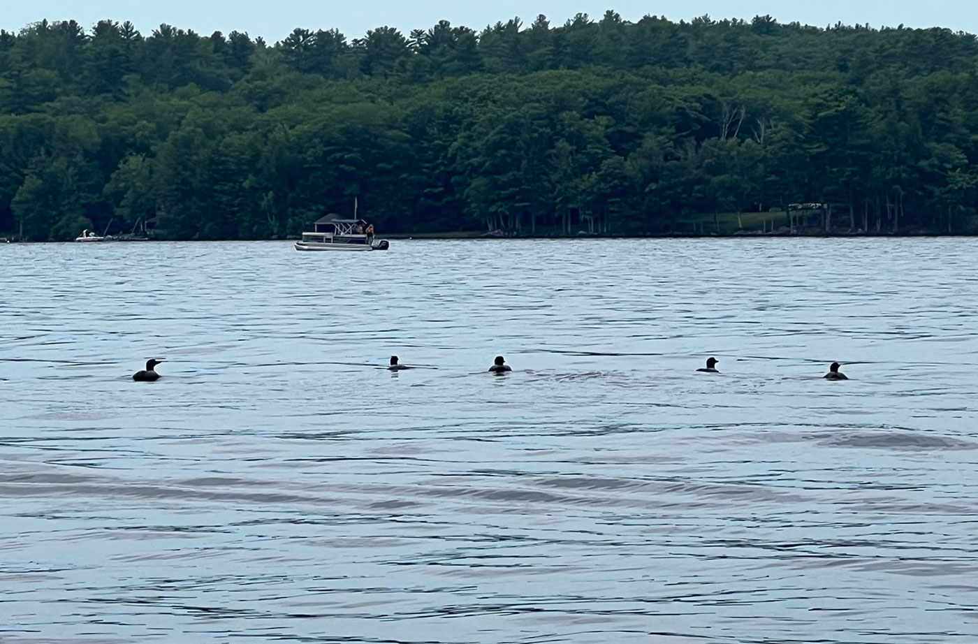 loons on Long Lake near where we scooped up balloons