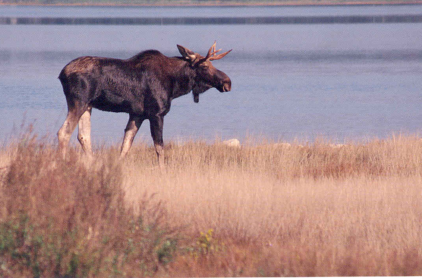 moose