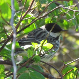 Blackpoll Warbler by Jeff Wells