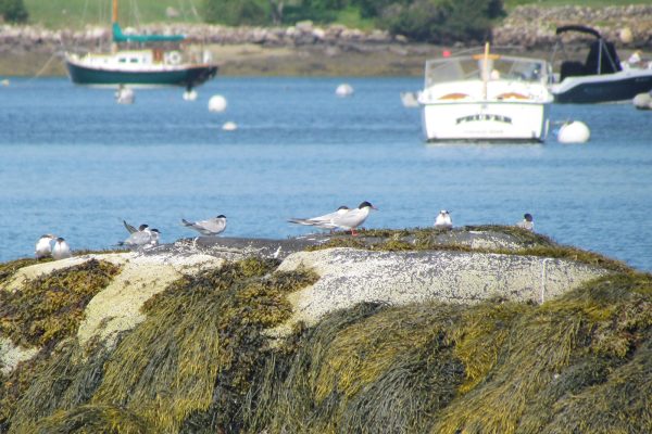 Common Terns