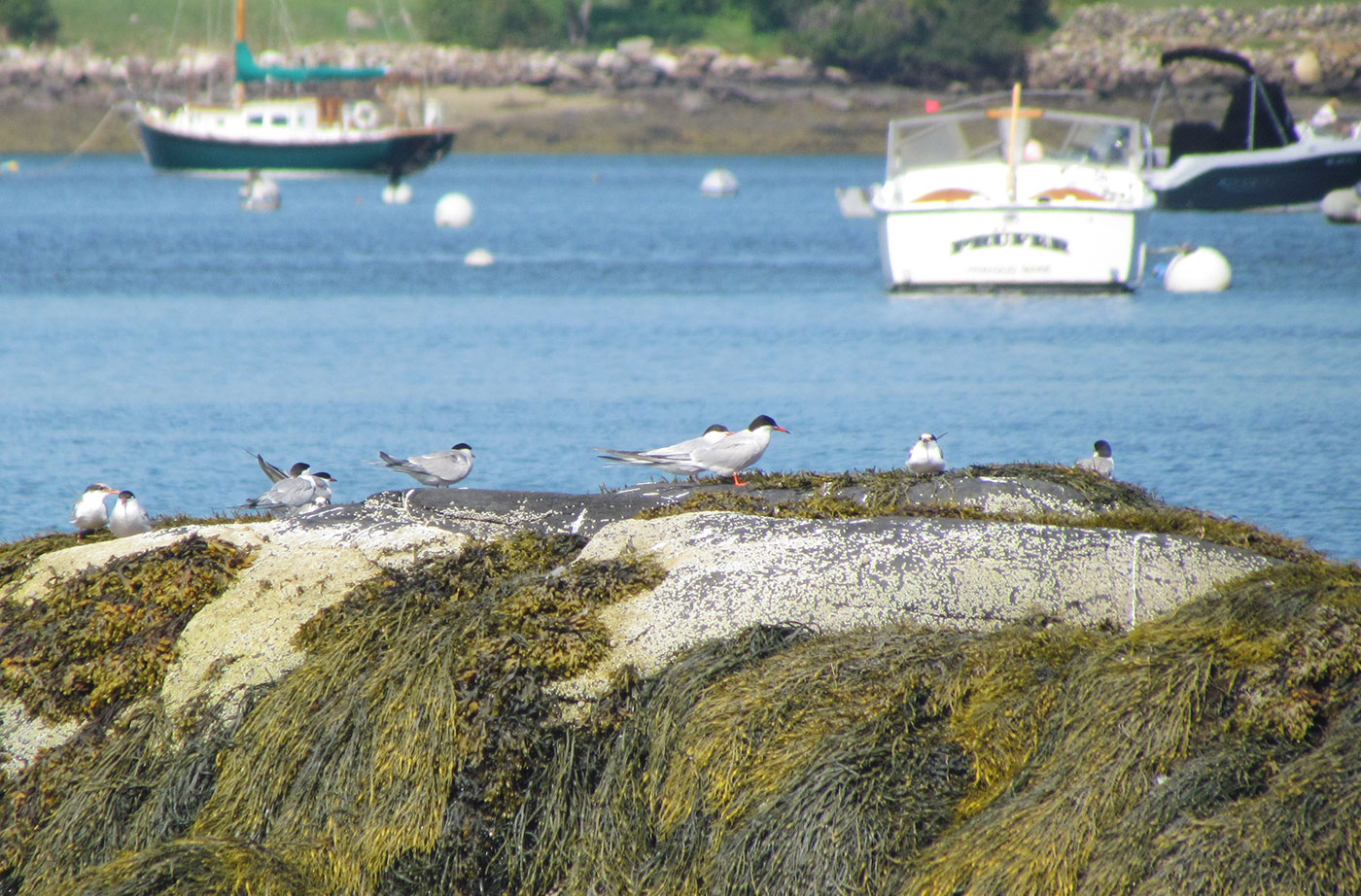 Common Terns