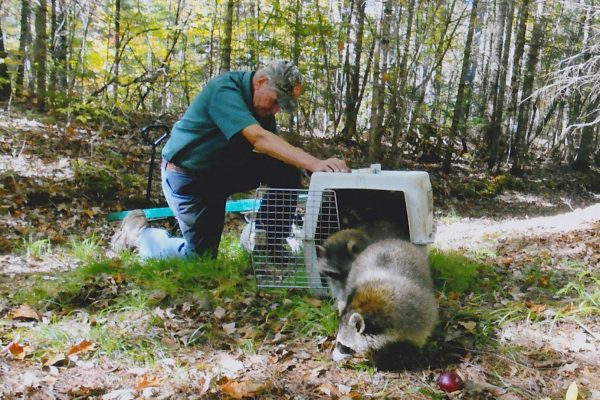 Raccoon release