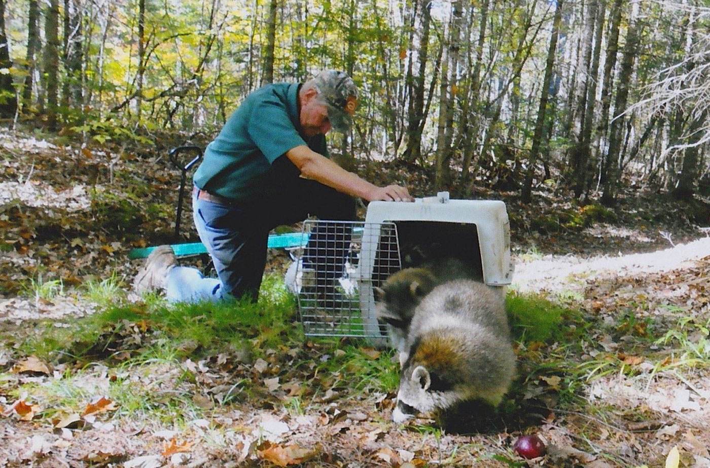 Raccoon release