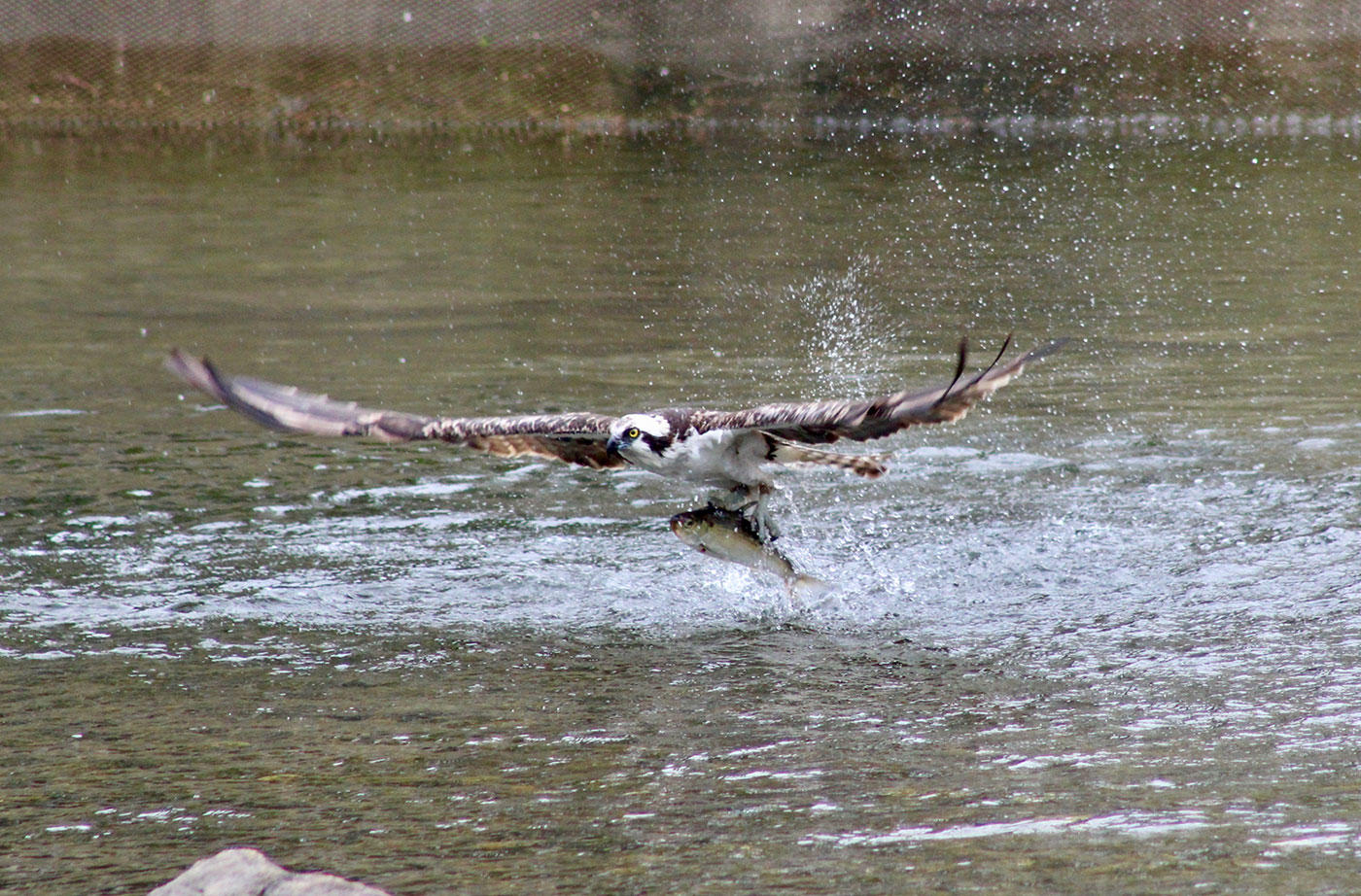 Osprey with alewife by Roger Leisner