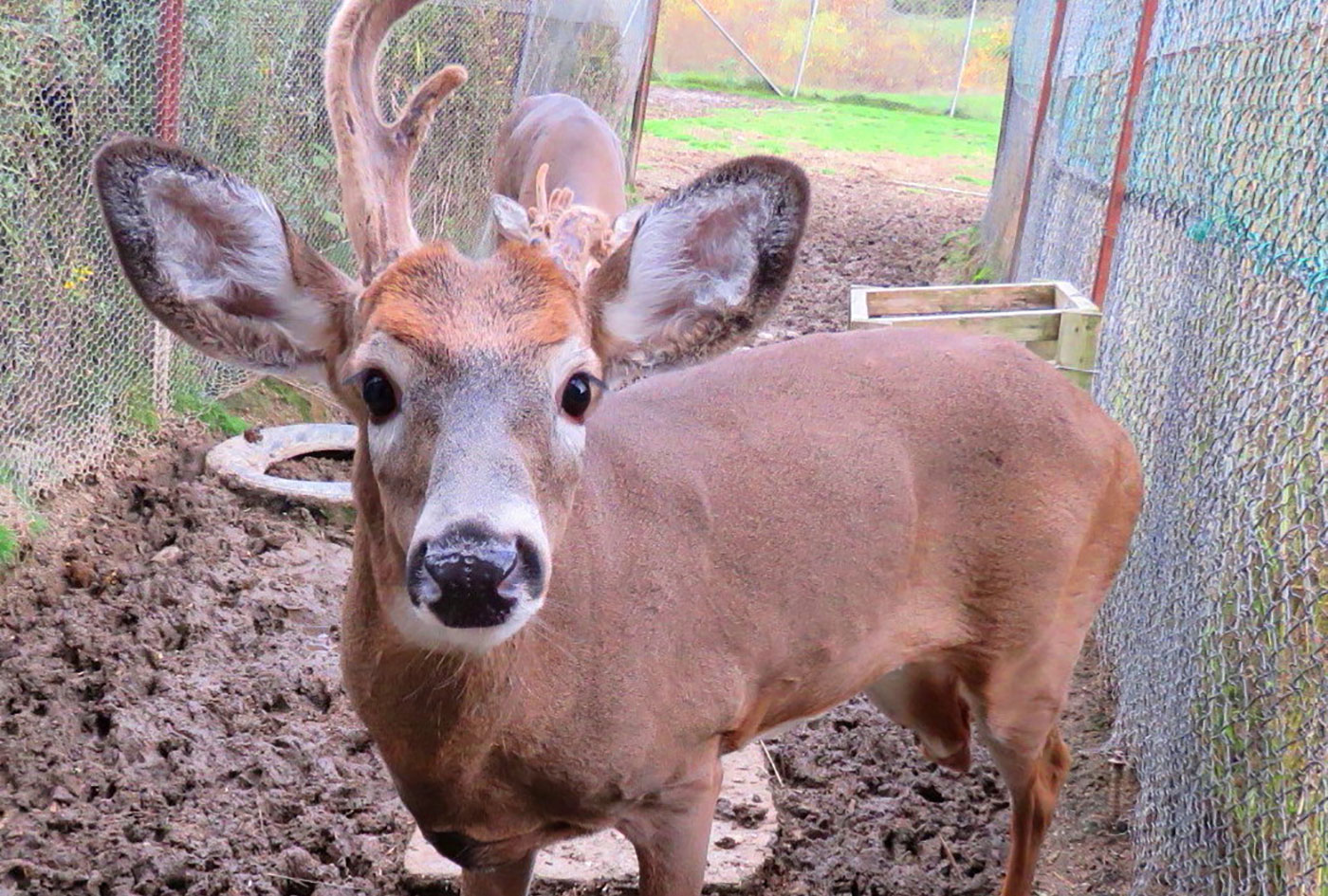 deer with one antler, by Jayne Winters