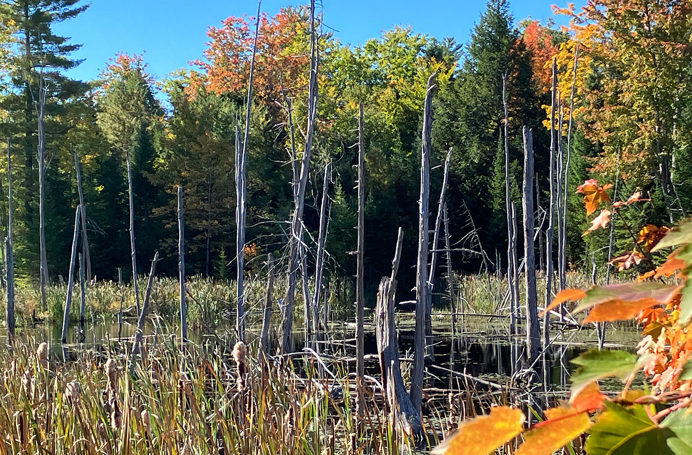 Davidson Nature Preserve