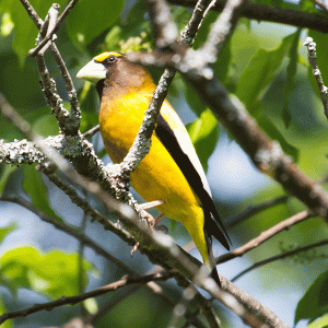 Evening Grosbeak in tree