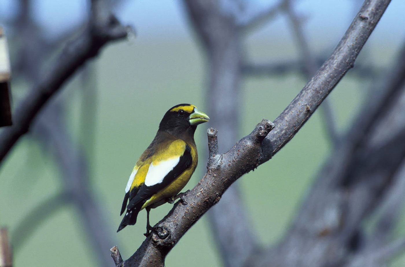 Evening Grosbeak